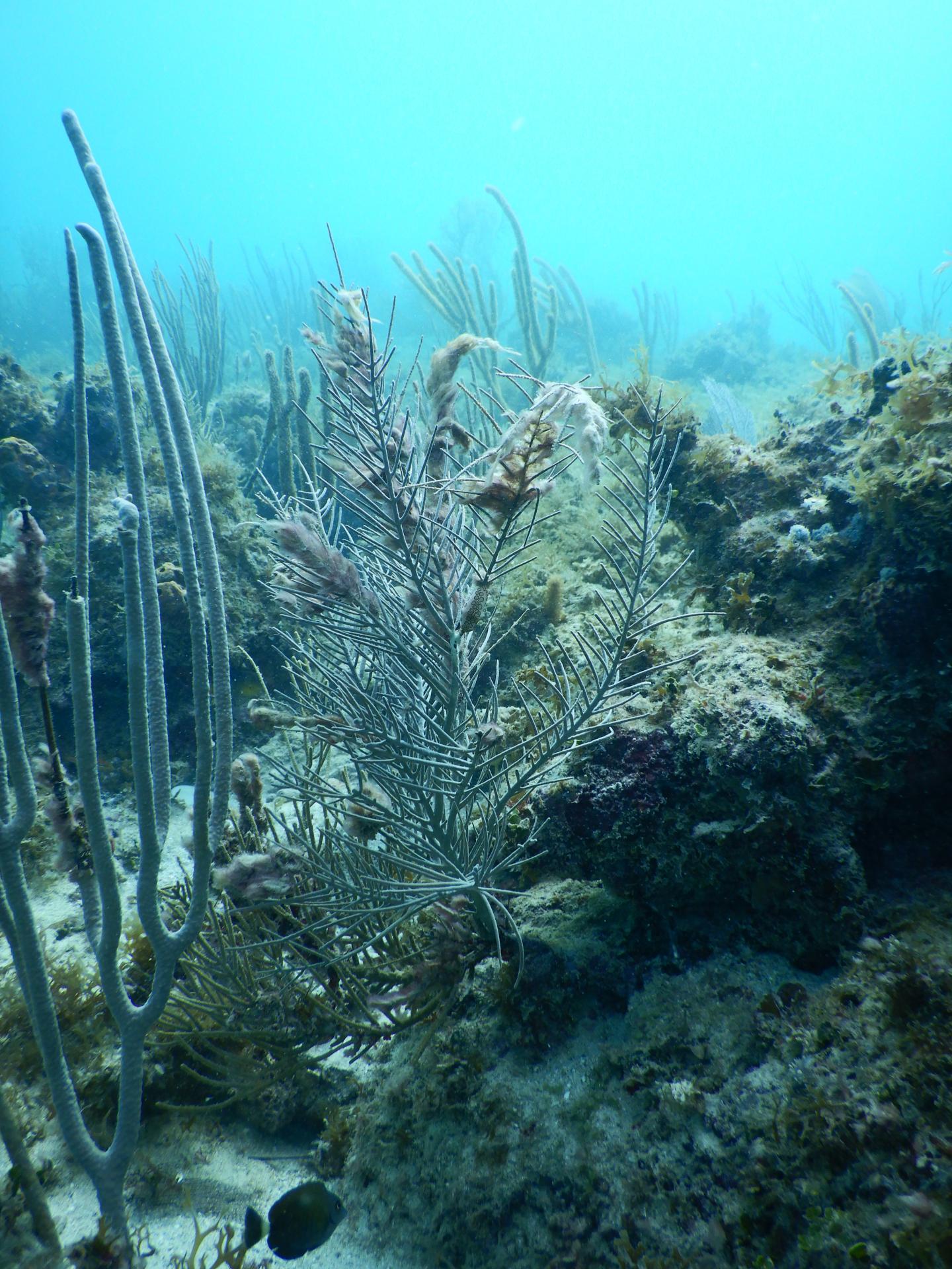 Cyanobacterial Growth