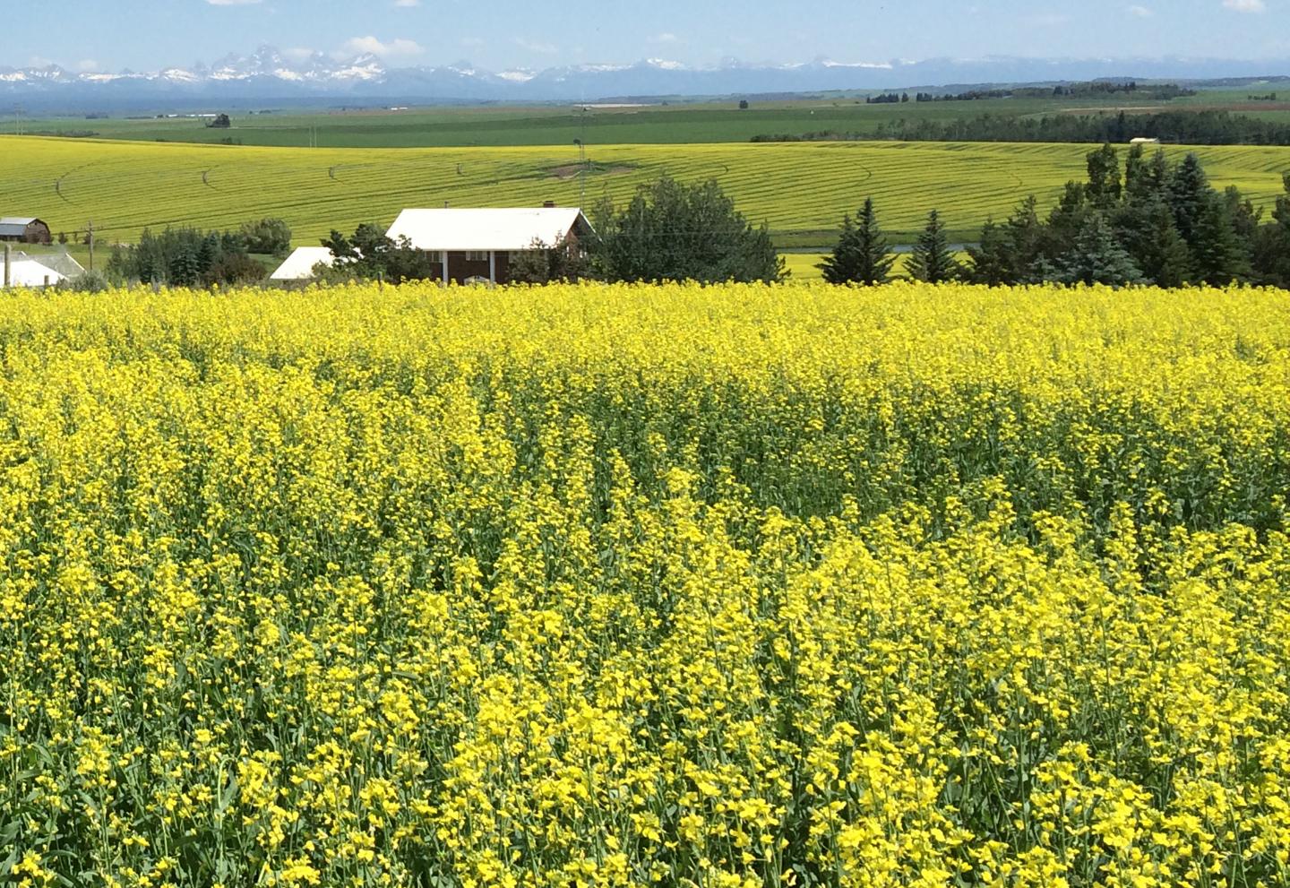 Canola