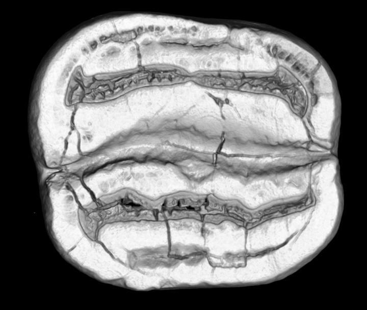 Fossil Molar Belonged to Old Adult Rodent