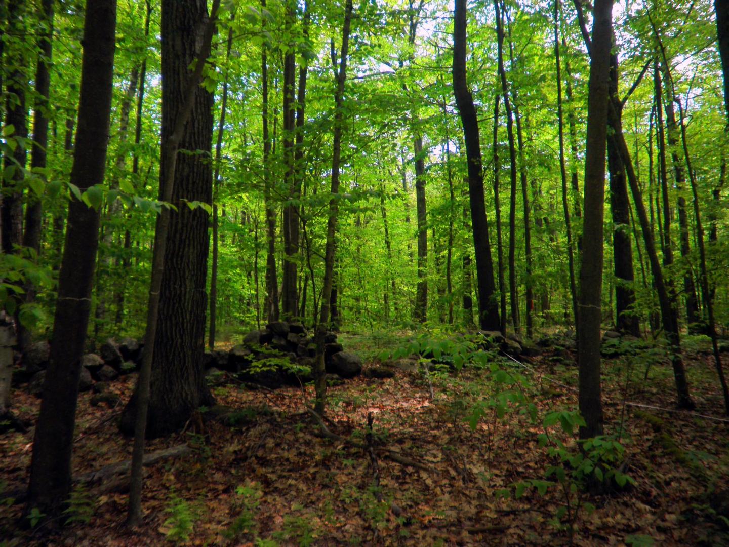 Microbes Will Be a Key Factor in Future Release of Carbon from Soil (1 of 2)