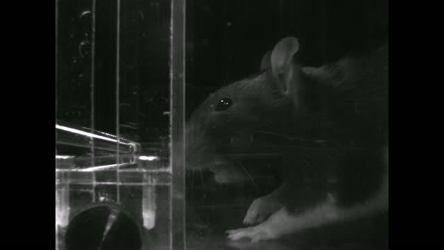 Therapy Restores Motor Control in Rats after Stroke (4 of 5)