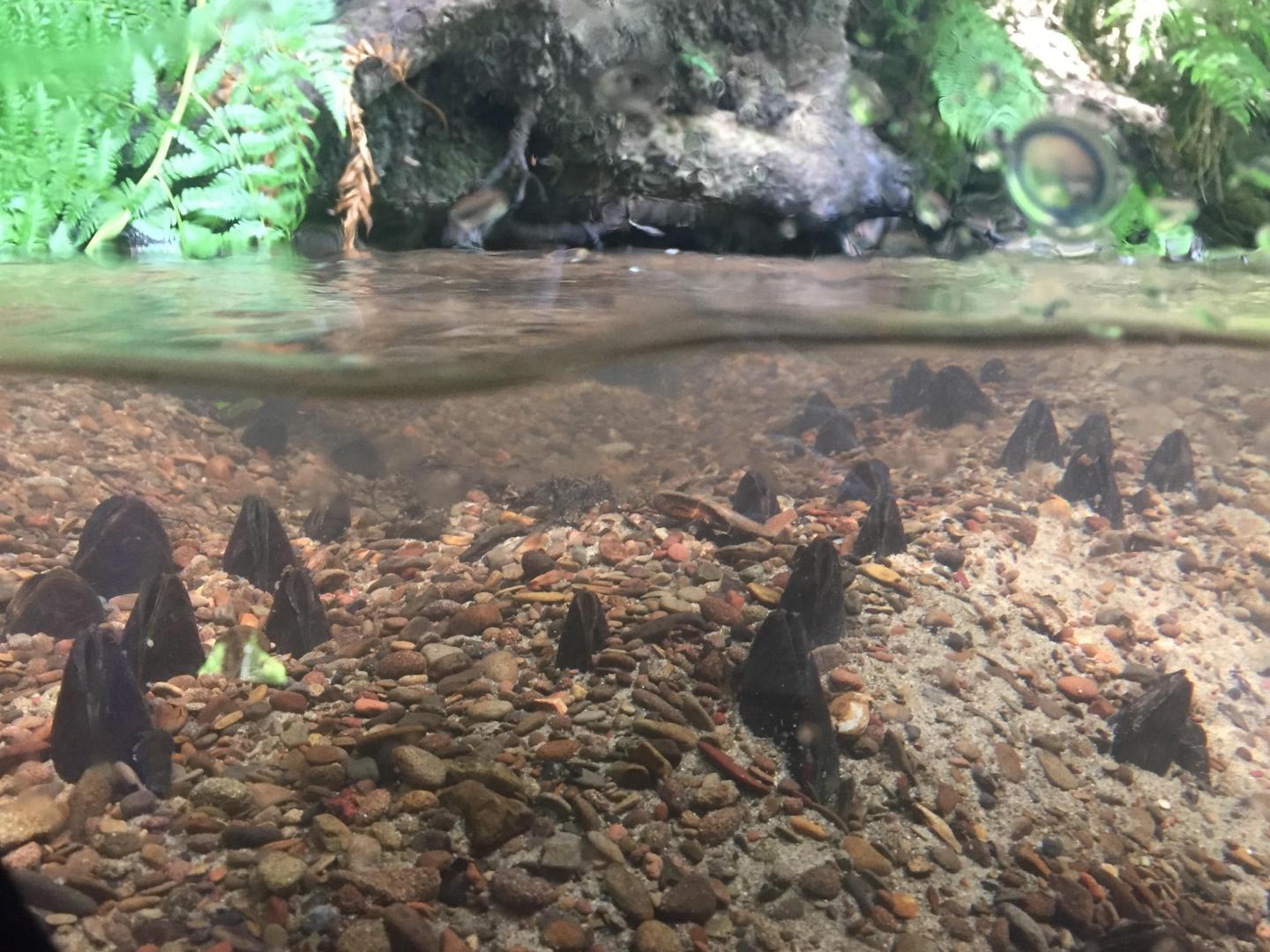 Freshwater mussels in a tributary of the Umpqua River