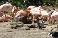 Chilean flamingos with their chicks