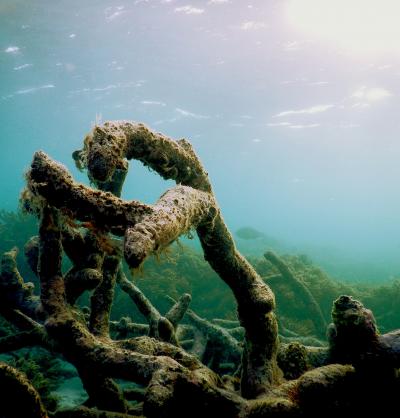 Degraded Coral Reefs at Lizard Island (1 of 3)