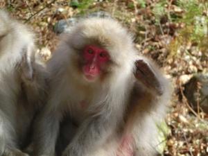 Self-scratching of Japanese macaques