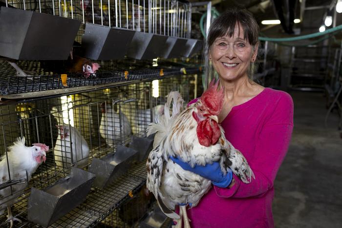 Gisela Erf with Smyth line chicken displaying vitiligo