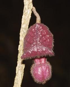 Aristolochia sinoburmanica