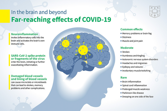 Brain fog: Causes of cognitive dysfunction and how to cure it