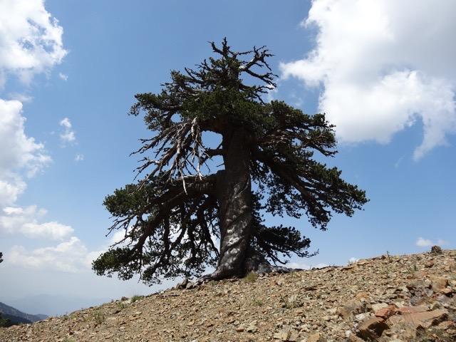 Adonis, a Millennium-Old Pine