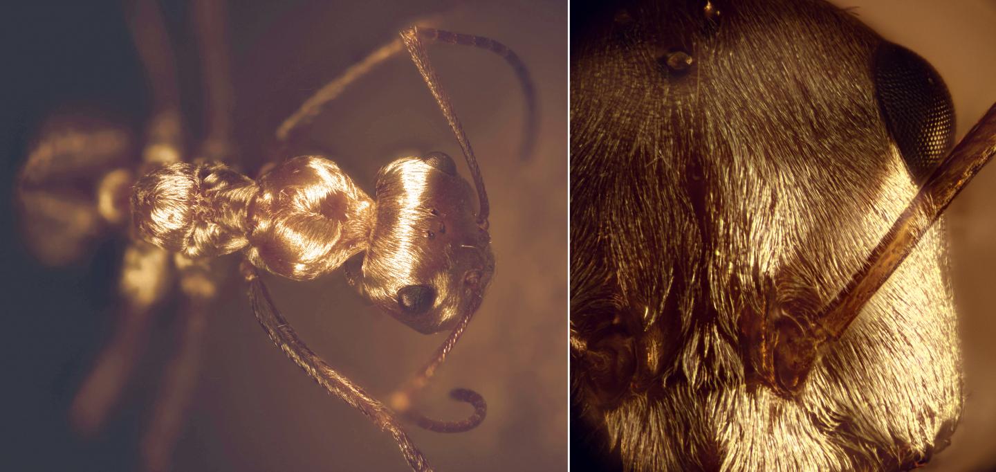 Silver Ant Optical Macro with Two Panels