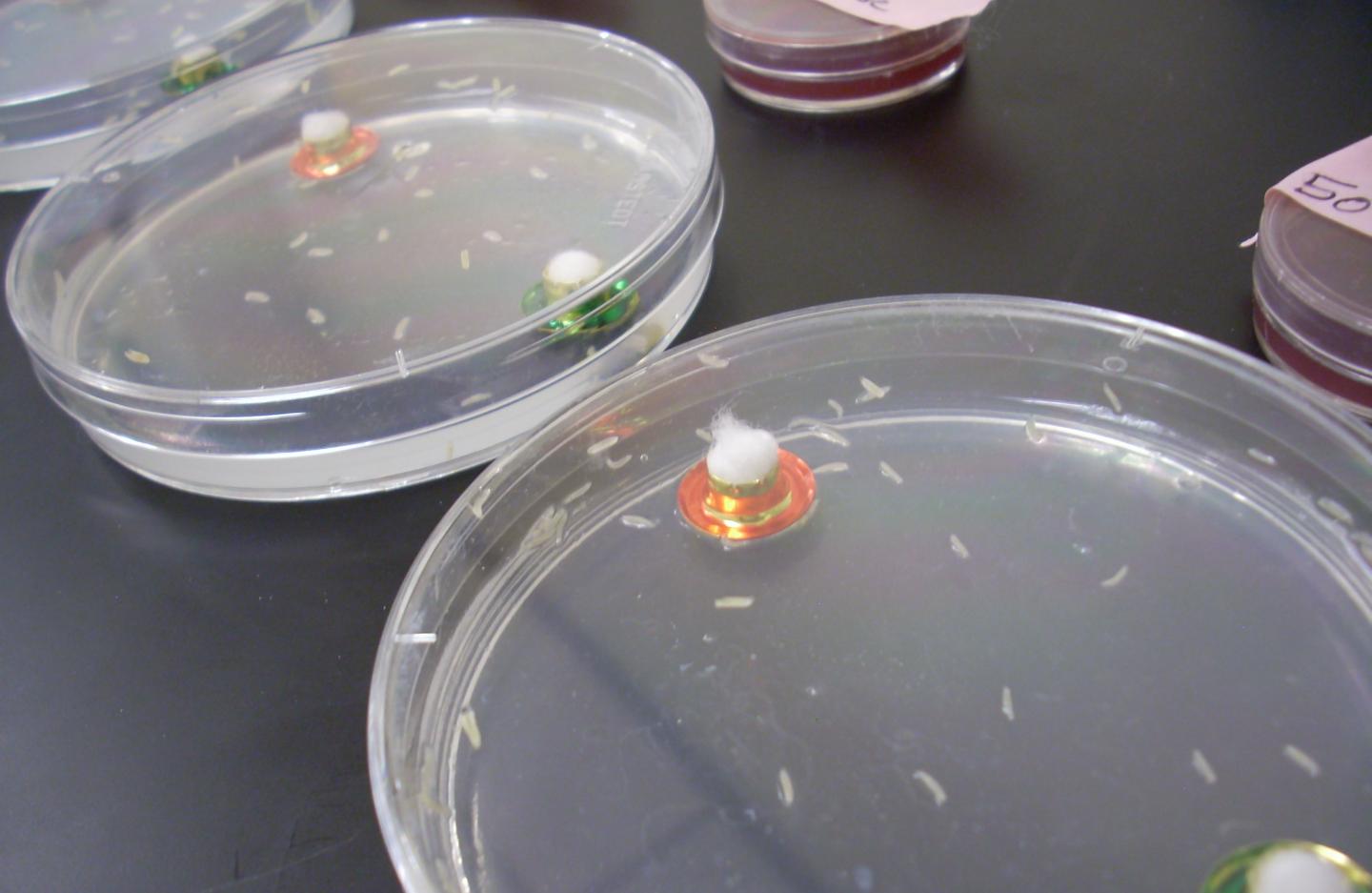 Larvae of Fruit Flies