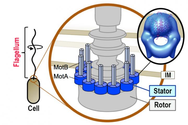 The 3-D Structure of a Complex of MotA and the Flagellar Motor Structure in a Bacterial Cell