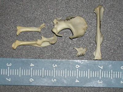 Fossil Remains of Small Mammals Found in the Cave of El Mirón