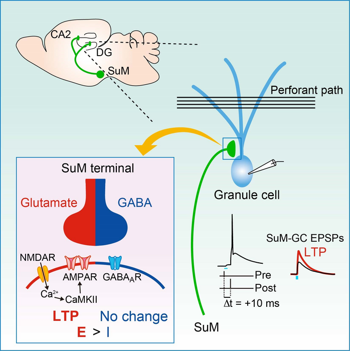 Glutamate receptors and learning and memory