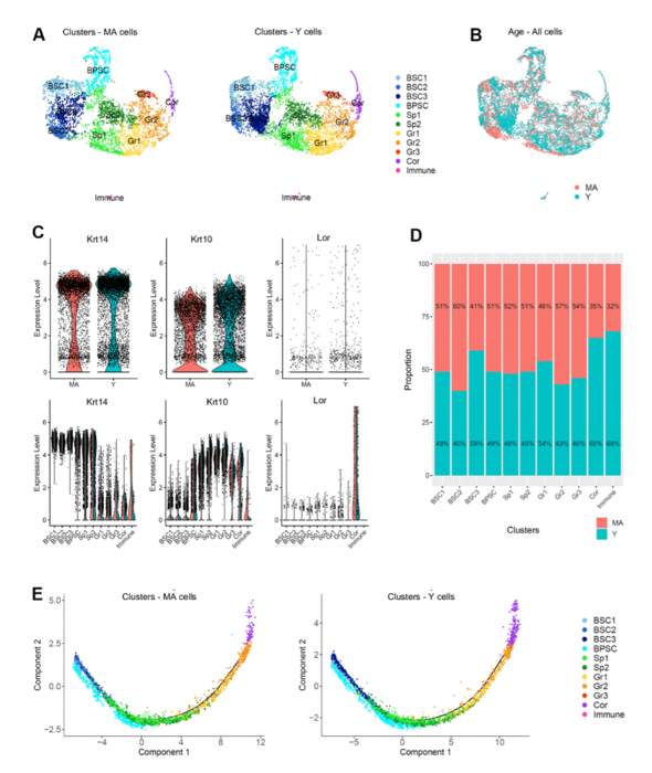 Single Cell Transcriptomics Re Image Eurekalert Science News Releases 6290