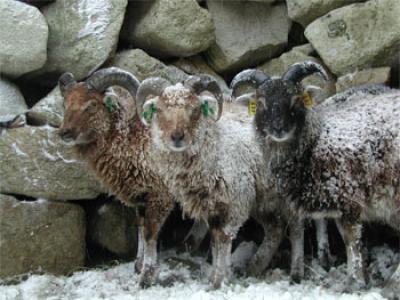 Soay Sheep