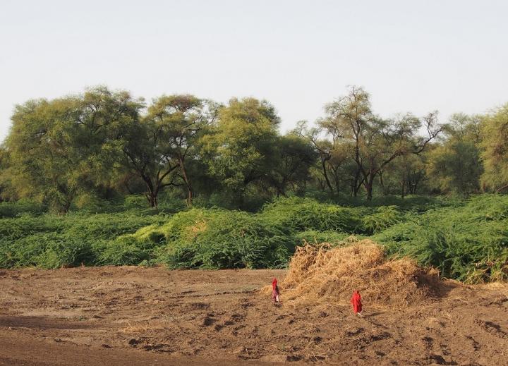 Prosopis clearing in the Afar region of Ethiopia