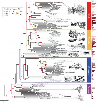Seed Plant Tree of Life