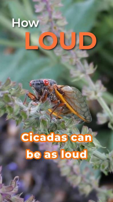 Cicadas and tinnitus vertical video