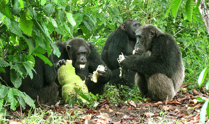 Male chimpanzees