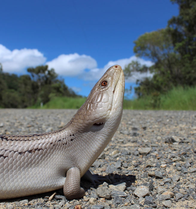 Blue-tongue lizard