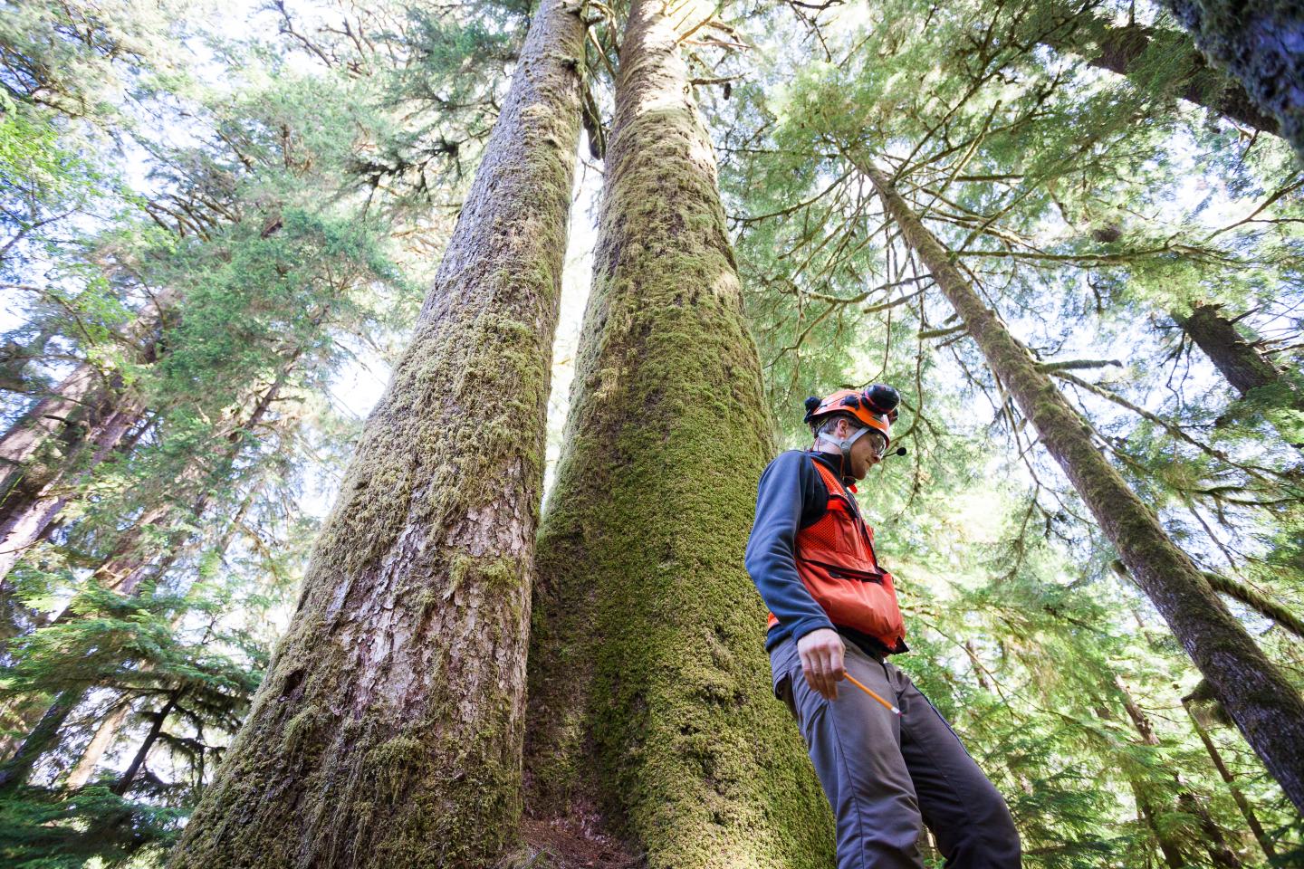 Vancouver Island's Carmanah Valley