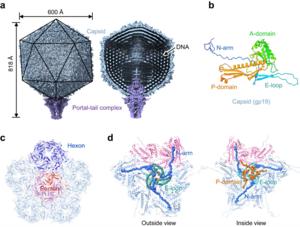 P-SCSP1u病毒顆粒的整體結構