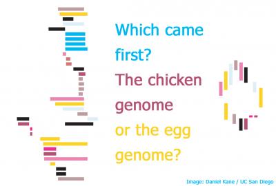 Which came first, the chicken genome or the egg genome?