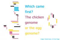 Which came first, the chicken genome or the egg genome?