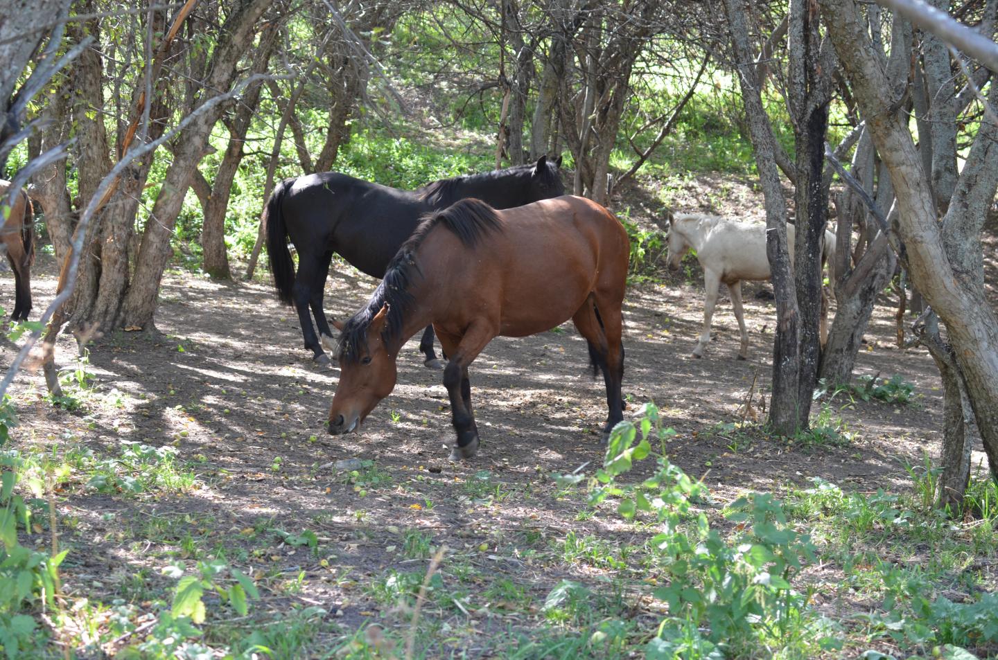 Horses in the Tien Shan