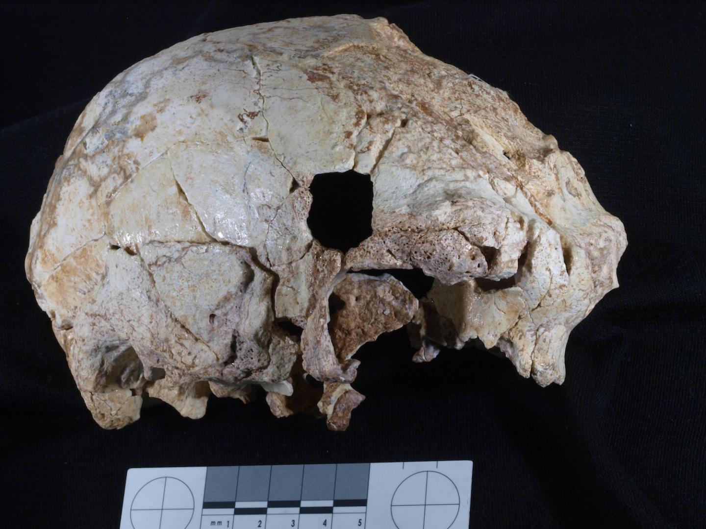 400,000-year-old fossil human cranium is olde | EurekAlert!