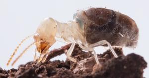 A termite of the species Neocapritermes taracua with a blue body on the back