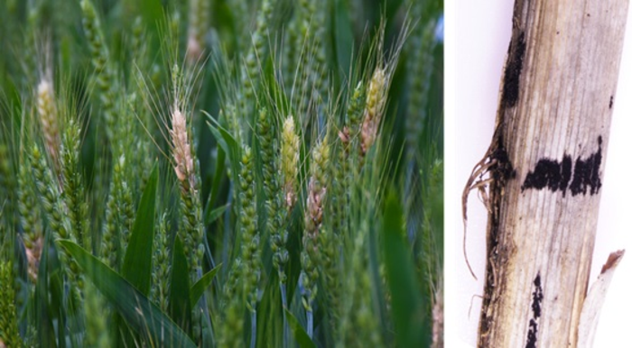 Wheat heads with Fusarium head blight symptoms