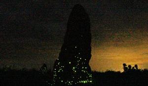 Diversity of bioluminescent beetles in Brazil - Vimarsana News