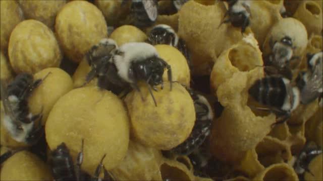 Bumblebee Workers Doing Chores