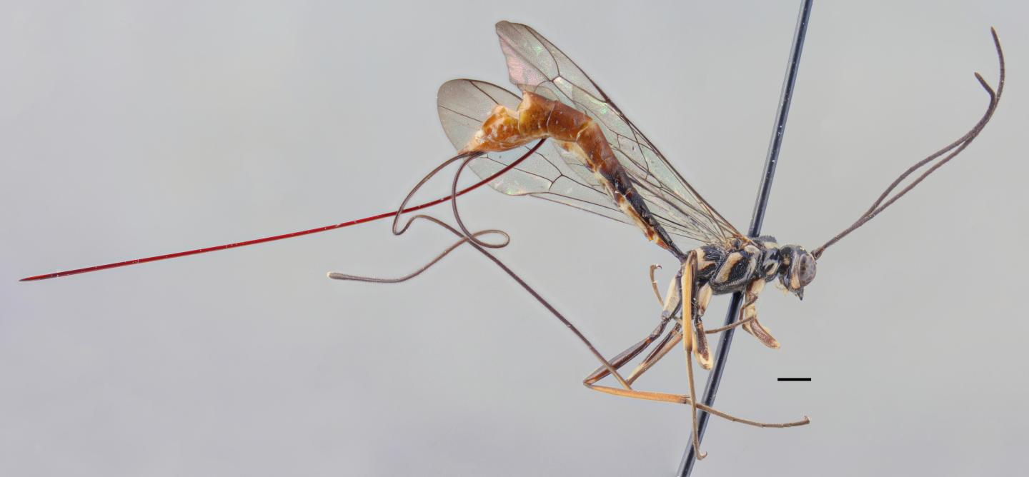 <i>Epirhyssa quagga</i>