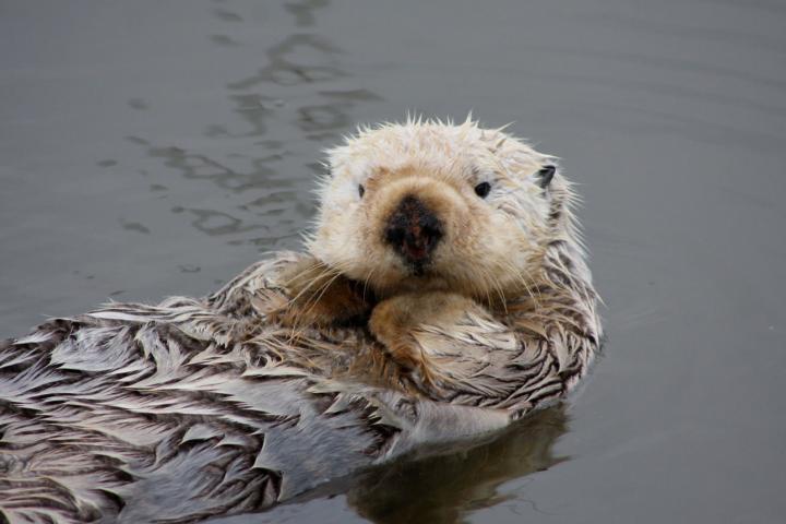 Sea Otter