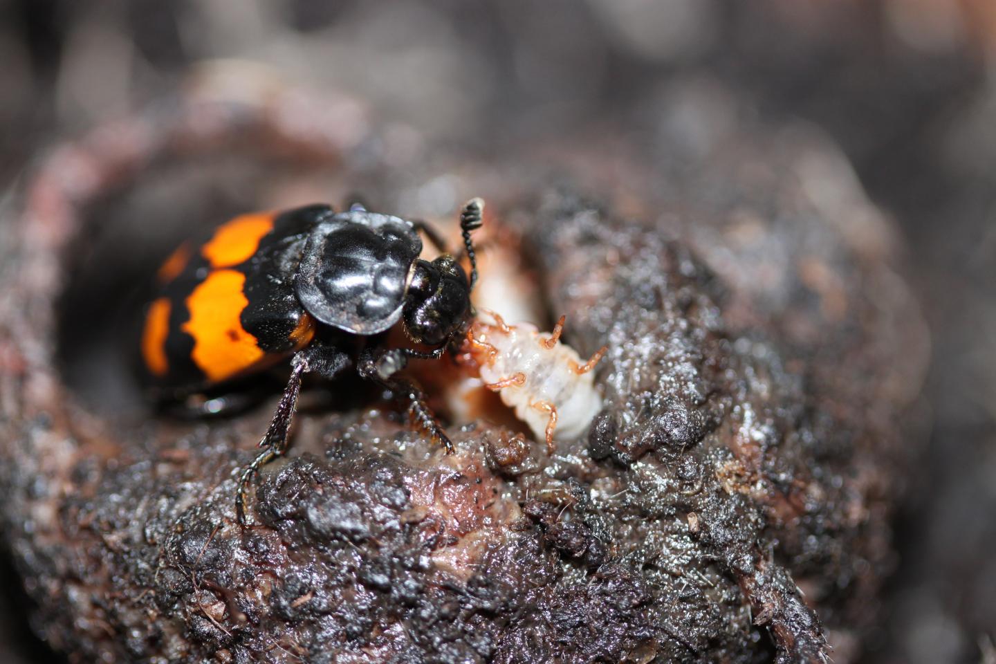 Burying Beetle Feeding Its Young