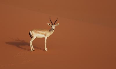 Sand Gazelle in Saudi Arabia