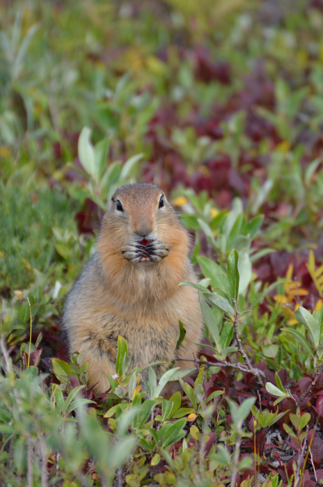 ground squirrel 3