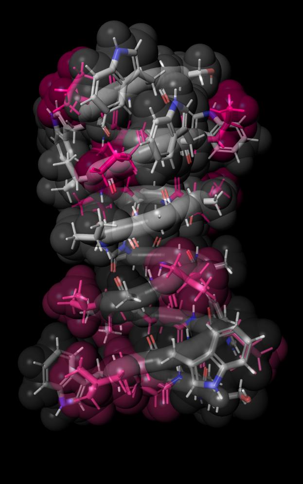 Molecular illustration of gramicidin A showing beta-helix structure