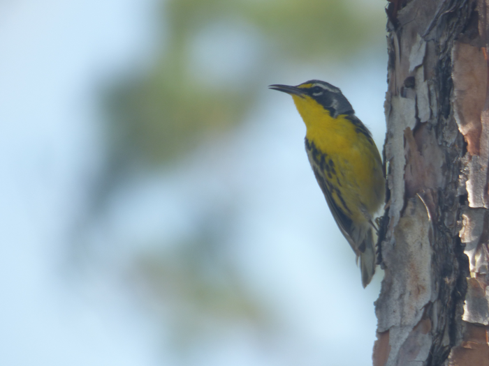 Bahama Warbler