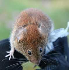 the Rodent Mothers Are More Likely to Become Pregnant after Smelling Odors Produced by Conspecific M