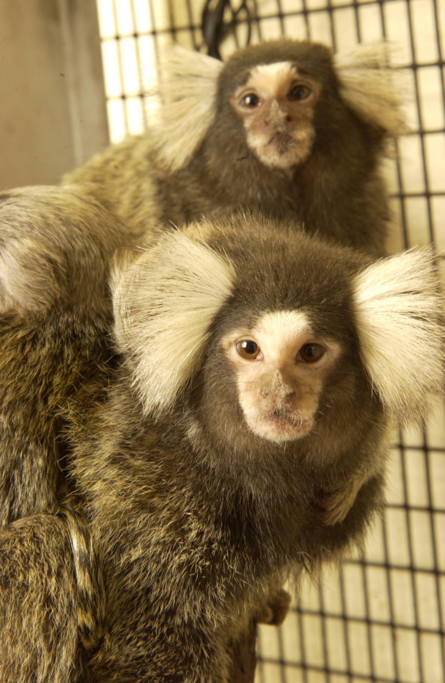 Marmoset