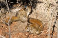 Red Squirrel Mating Chase
