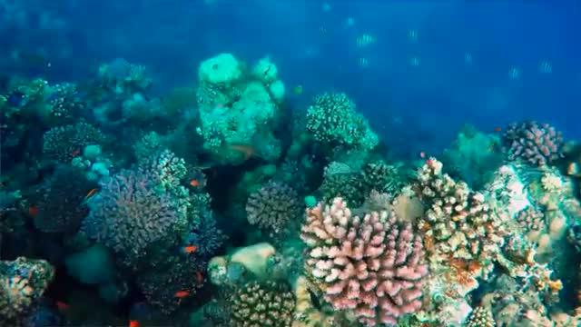 Deep Sea Reef Mapping