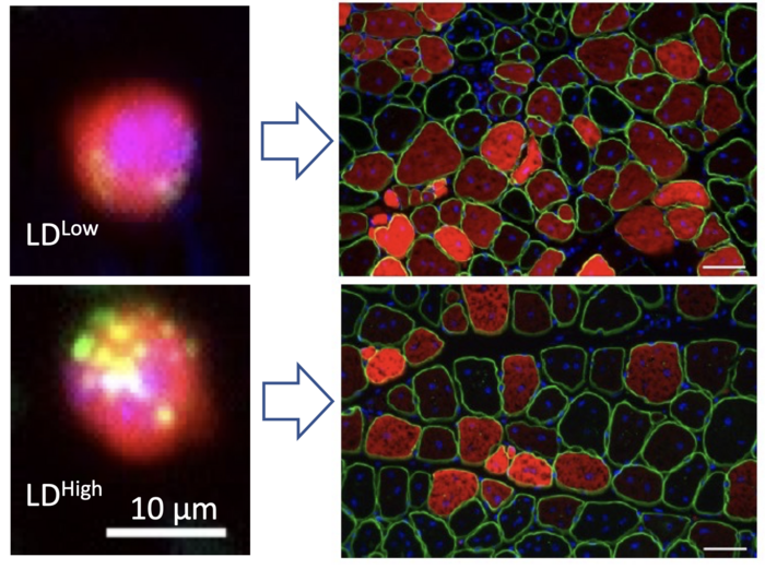 Stem cells and lipid droplets