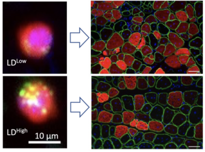 Stem cells and lipid droplets