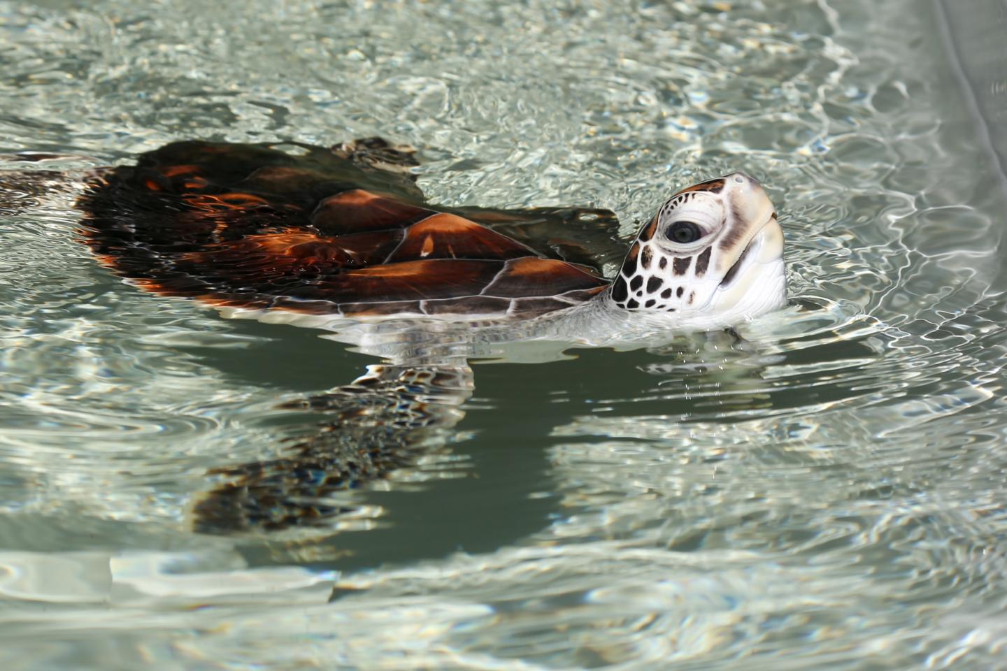 Baby Green Sea Turtle