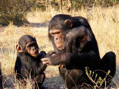 Mother Chimpanzee Chimp
